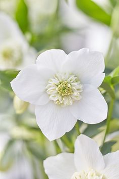 white flowers with green leaves in the background