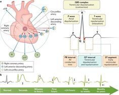 Cardiac Rehabilitation, Pr Interval, Nurse Party, Pharmacy School, Critical Care Nursing, Nursing School Tips