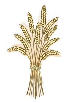 a bunch of wheat on a white background