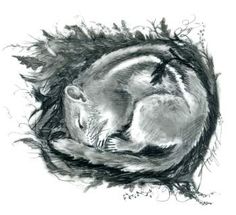 a black and white drawing of a squirrel curled up in a nest with leaves on it