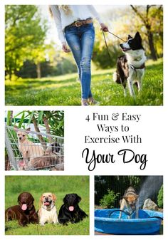 four photos with dogs and their owner in the background text reads 4 fun & easy ways to exercise with your dog