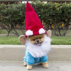 a small dog wearing a red and white hat with the words happy halloween on it