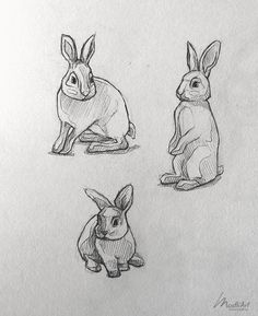 three drawings of rabbits sitting in the middle of four different positions, one is facing forward