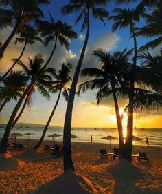 palm trees line the beach as the sun sets