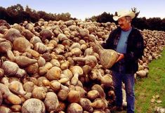 a man standing next to a pile of potatoes