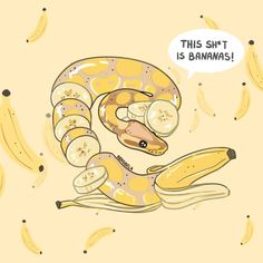 Snake Drawing Wallpaper, Cute Snake Drawing, Banana Ball Python, Snake Drawing, Kinds Of Hats, Cute Snake, Drawing Wallpaper, Ball Python, Snakes