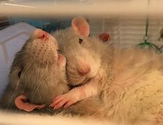 two large mice cuddle together in a cage