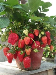 a potted plant filled with lots of ripe strawberries