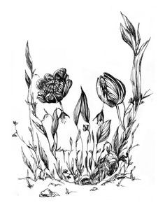 an ink drawing of some flowers on a white paper with black border around the edges