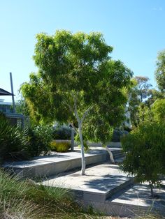 there is a tree that is in the middle of concrete steps and trees around it