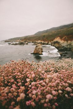 some pink flowers by the water and rocks on a cloudy day with an ocean in the background