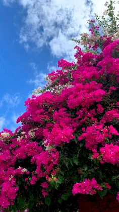 pink flowers are growing on the side of a building with blue sky in the background