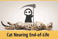 Read about the common signs of a cat that is nearing end of life. Know the symptoms including behaviour and temperament. Learn more. Senior Cat Care, Cat Communication, Cat Island, Cat Info, Senior Cat, Cat Parenting, Cat Signs, Cat Behavior, Cat Facts