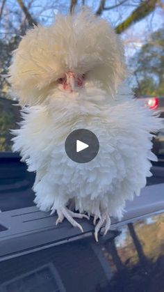 a white fluffy bird sitting on the hood of a car