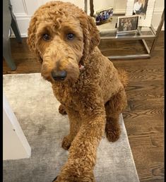 a brown poodle sitting on top of a rug next to a mirror and door