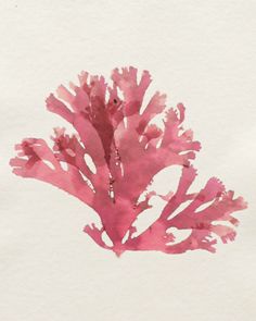 watercolor painting of pink coral on white paper