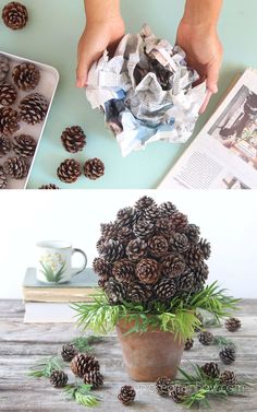 pine cones are being used to decorate the top of a potted plant, and then placed