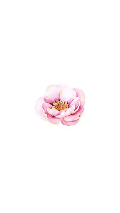 a single pink flower on a white background