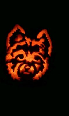 a carved pumpkin with an animal's face in the center on a black background