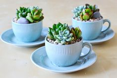 three small succulents in blue cups on saucers