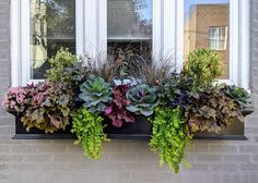 a window box filled with lots of different types of plants