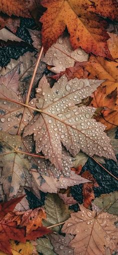 some leaves and water droplets on the ground