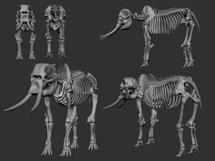 an animal skeleton is shown in four different poses