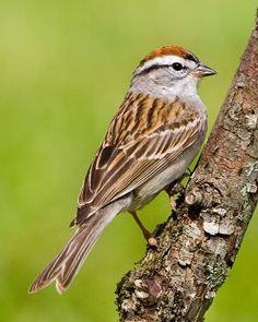 a small bird perched on the side of a tree branch with green grass in the background