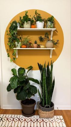 two plants are sitting on shelves in front of a wall with a potted plant