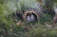 two small birds are sitting in a hole made out of wood and grass, surrounded by potted plants