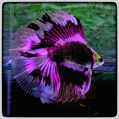 a purple and black fish in an aquarium