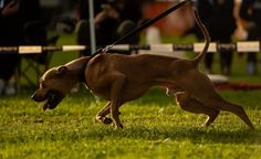 a brown dog walking on top of a lush green field next to a person holding a black leash