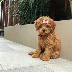 a small brown dog sitting on top of a sidewalk next to a plant filled with flowers