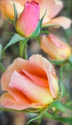 two pink and yellow roses with green leaves