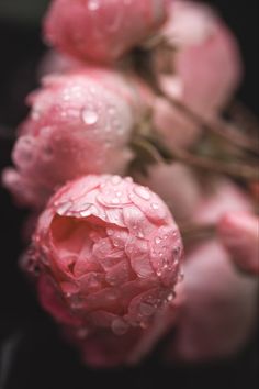 some pink flowers with water droplets on them