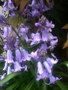 purple flowers are blooming in the garden