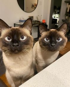 two siamese cats looking at the camera while sitting on a table in front of a mirror