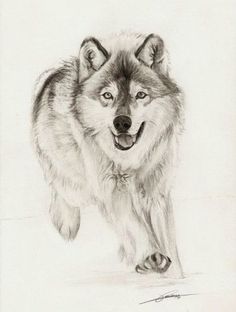 a pencil drawing of a wolf running