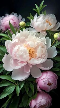 pink and white peonies with green leaves on a black background in close up