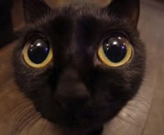 a black cat with yellow eyes looking at the camera