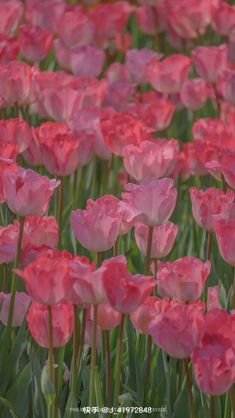 pink tulips are blooming in a field with green grass and red flowers