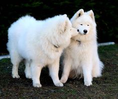 two white dogs standing next to each other