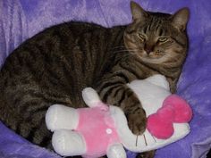 a cat laying on top of a purple blanket next to a pink stuffed animal toy