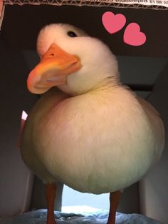 a large white duck standing on top of a blue bed next to a pink heart