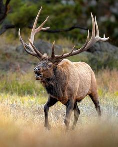 an elk with large antlers is walking through the grass in front of some trees