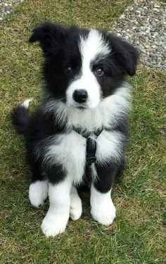 a black and white puppy sitting on top of grass