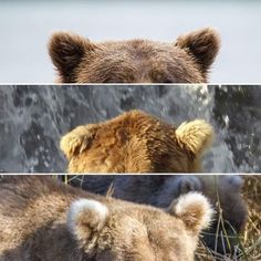 three different pictures of brown bears in the wild