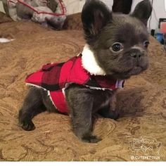 a small black dog wearing a red sweater on top of a bed in a room