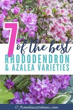 purple flowers with the words 7 of the best rhododendron and azalea varieties