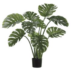 a potted plant with large green leaves in it's black plastic container on a white background